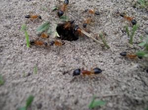 Fire ant, fire ant control
