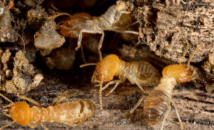 Contact or Find Your Local HomeTeam Pest Defense Branch
